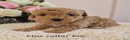 Cavapoochon dogs for sale: Beautiful cavapoochon puppies  - Advert 16