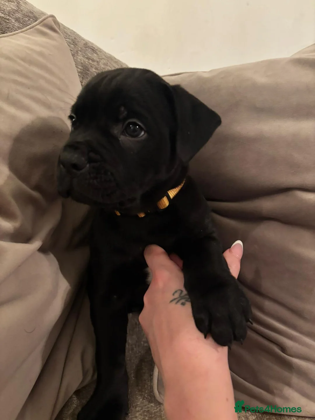 Mixed Breed dogs for sale: Presa Canario/Cane Corso Puppies 🐶 - Advert 6