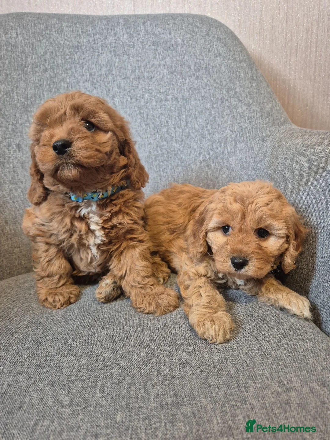 Cavapoo dogs for sale: Cavapoo in Dundee - Advert 2