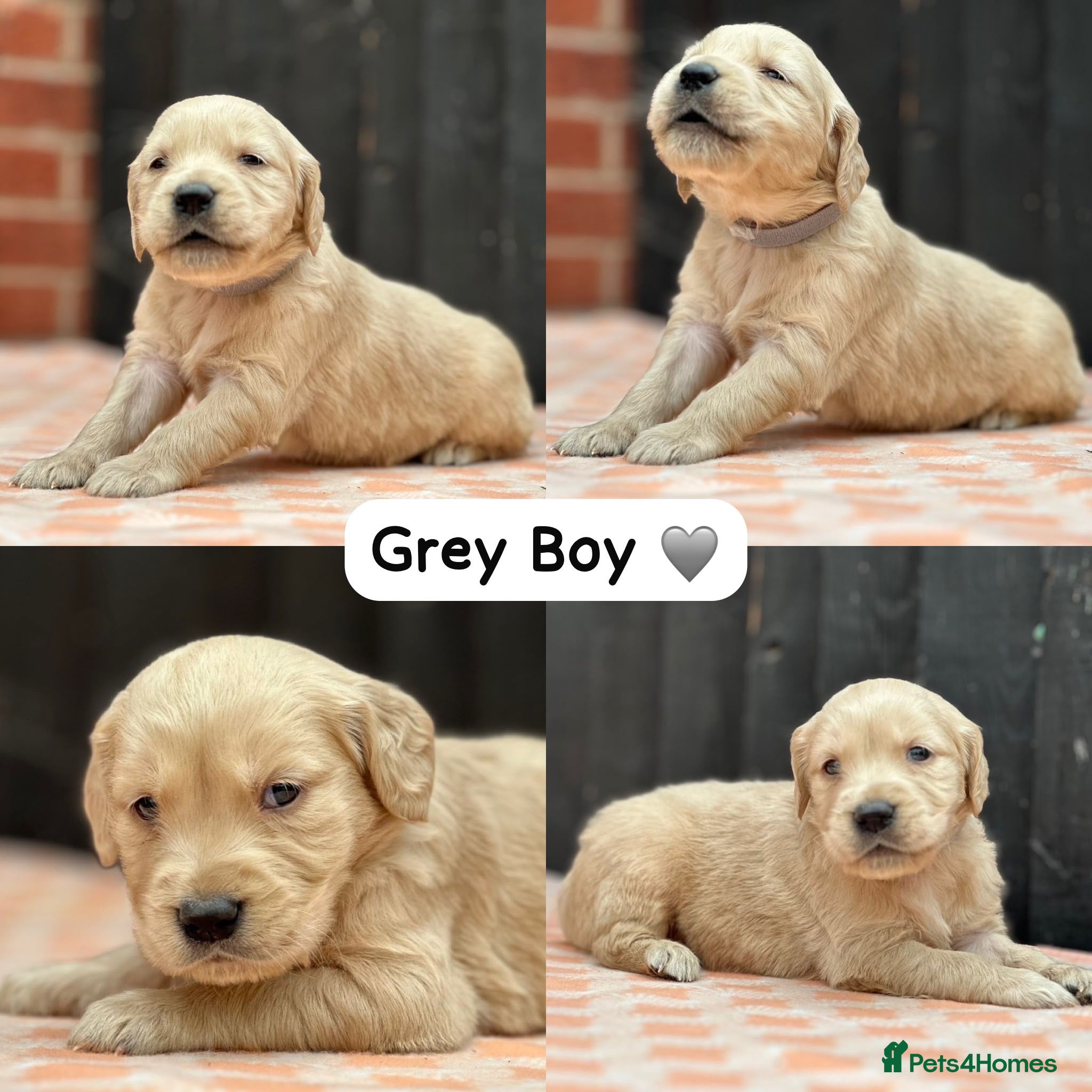 Golden Retriever dogs CHUNKY PEDIGREE KC GOLDEN RETRIEVER PUPPIES  - Advert 5