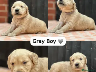 Golden Retriever dogs CHUNKY PEDIGREE KC GOLDEN RETRIEVER PUPPIES - Advert 5