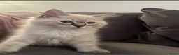 Ragdoll cats for sale: Fluffy ragdoll kitty’s  - Advert 10