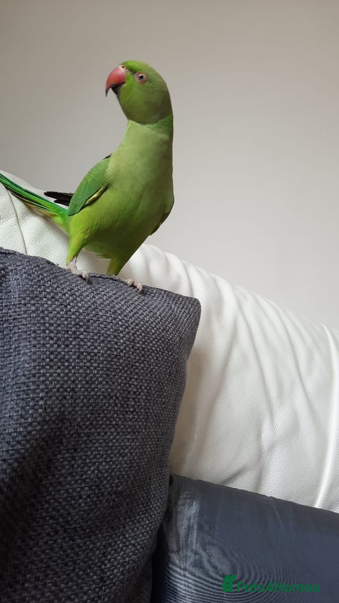 Parrots birds for sale: Indian Ringneck talking parrot + Cage + Toys - Advert 2