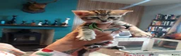 Mixed Breed cats for sale: Gingal kitte s x 5 - Advert 9