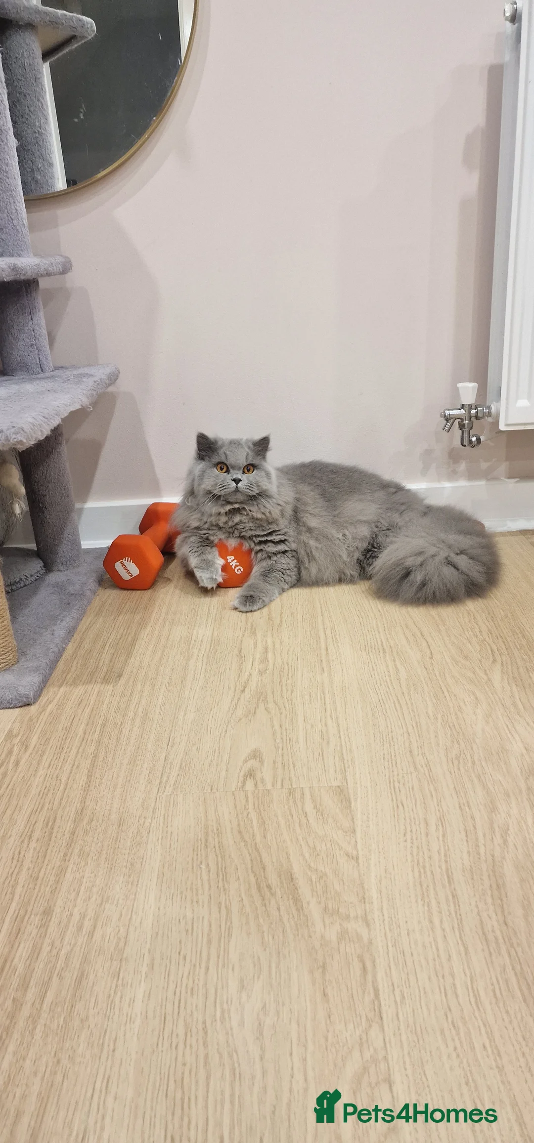 British Longhair cats for sale: Amasing girls 🩷🩷🩷 - Advert 1