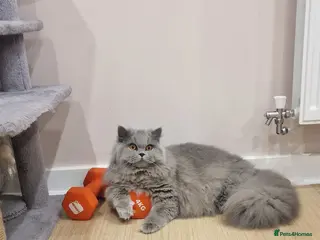 British Longhair cats Amasing girls 🩷🩷🩷 - Advert 1