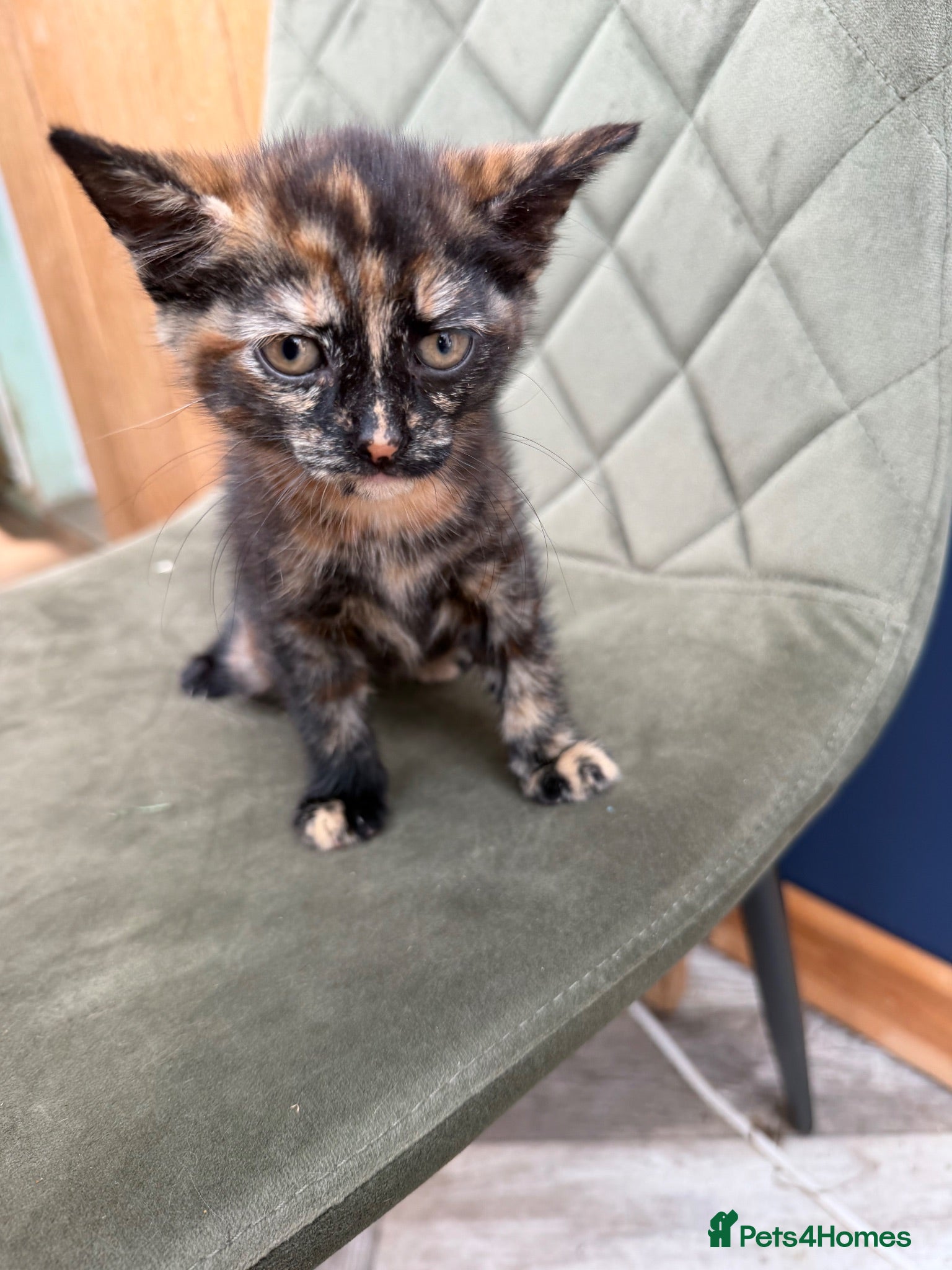 Mixed Breed cats Tricolour Female Kitten ready to go - Advert 9