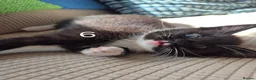 British Longhair cats for sale: Litter of 6 kittens - Advert 13