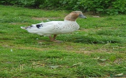 Ducks poultry for sale: X18 Khaki Campbell x6 Ancona - Image 2