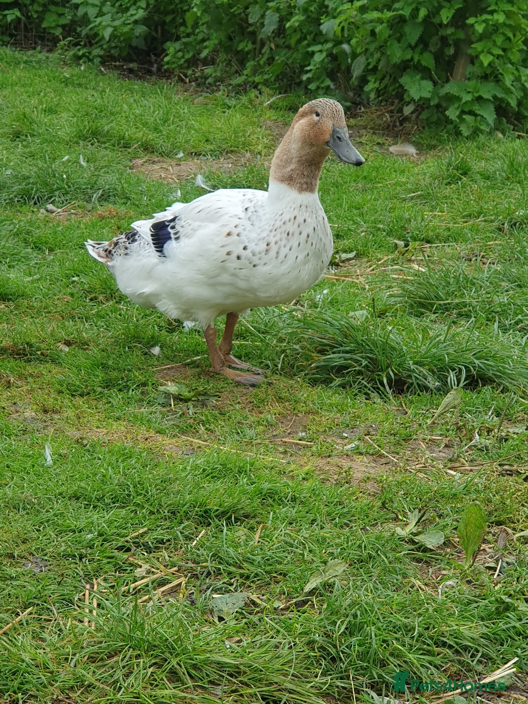 Ducks poultry for sale: X18 Khaki Campbell x6 Ancona - Image 2