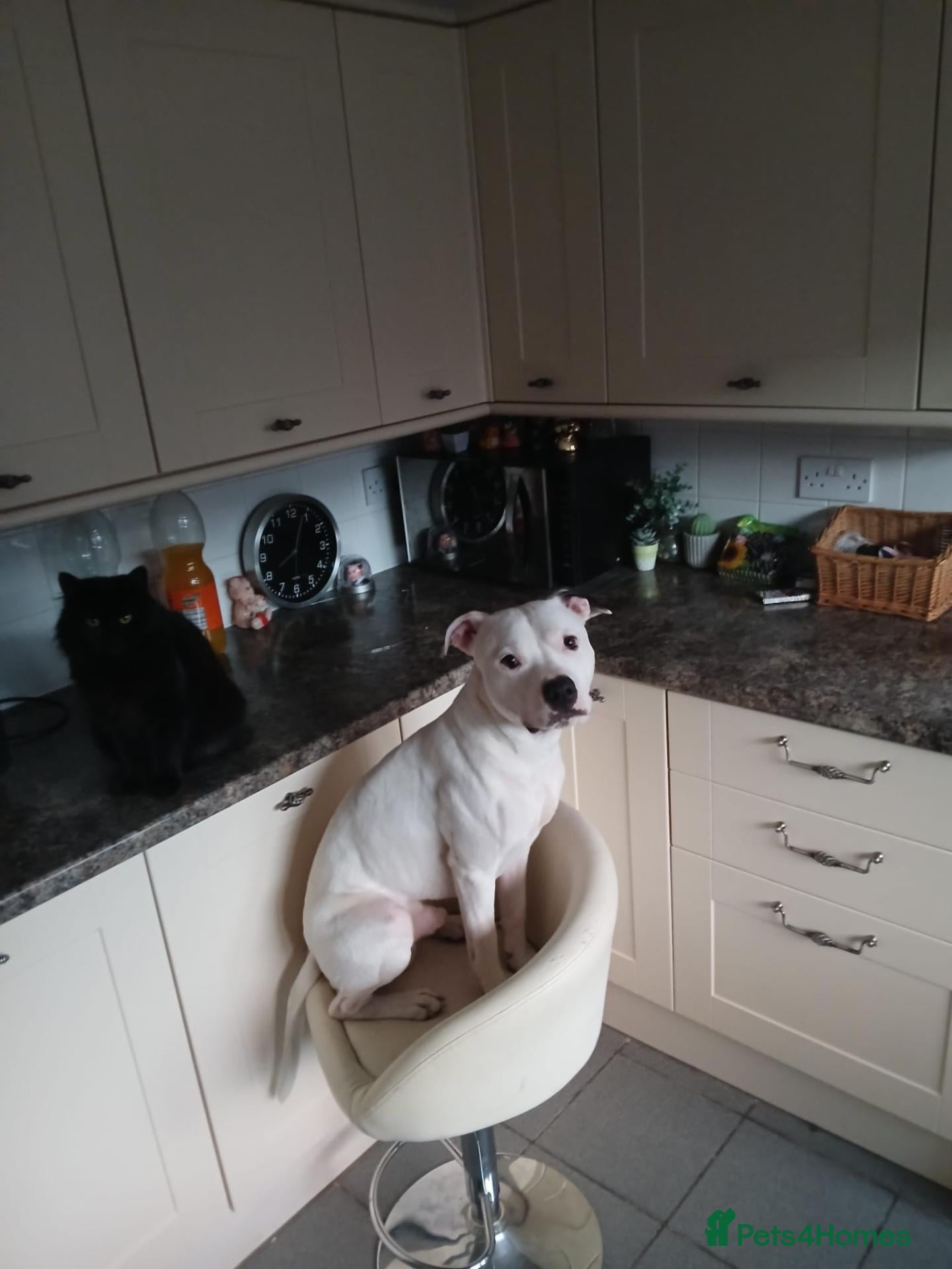 Staffordshire Bull Terrier dogs Staffordshire Bull Terrier puppy's for sale  - Advert 2