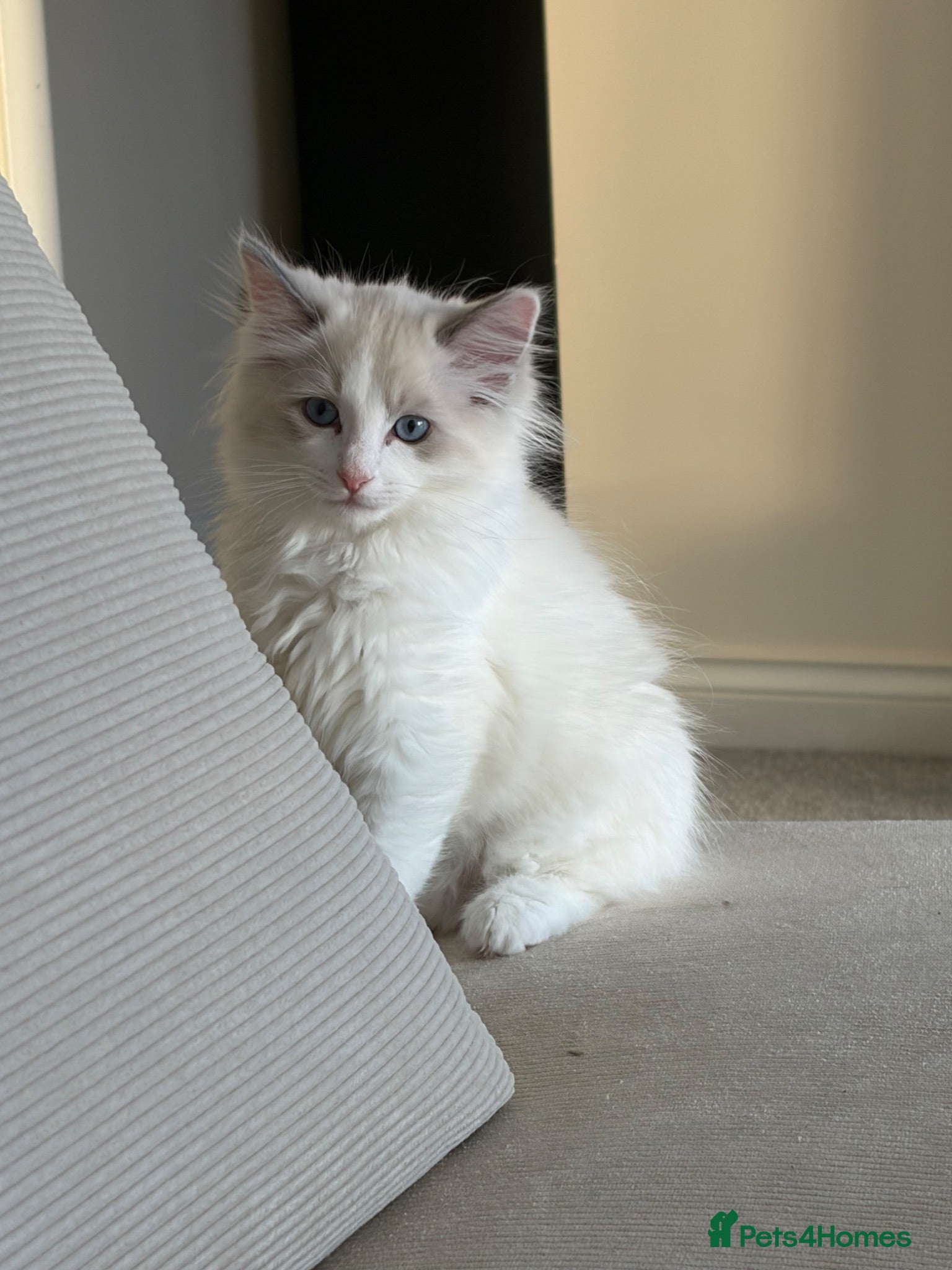 Ragdoll cats Purebred Male Ragdoll Kitten - Advert 2