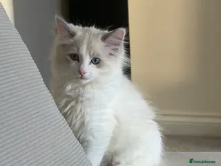 Ragdoll cats Purebred Male Ragdoll Kitten - Advert 2