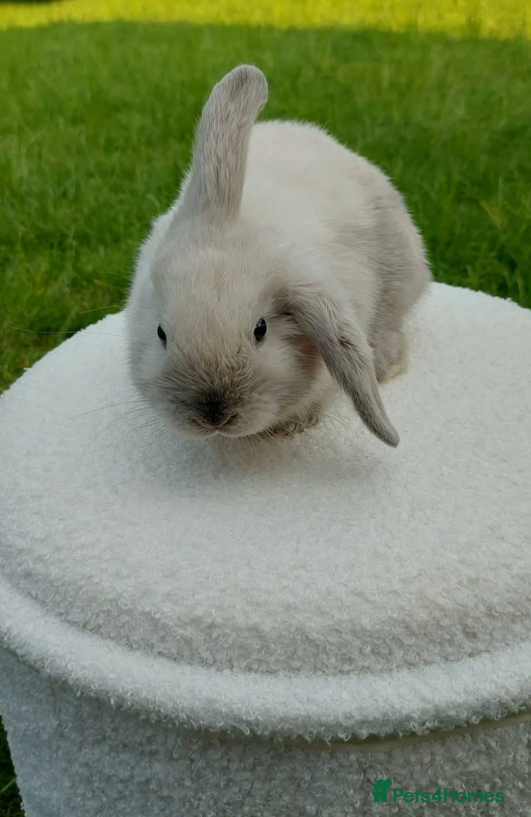 Mini Lop rabbits for sale: Beautiful Baby Mini Lop - Advert 5