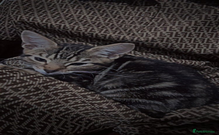 British Shorthair cats - Advert 7