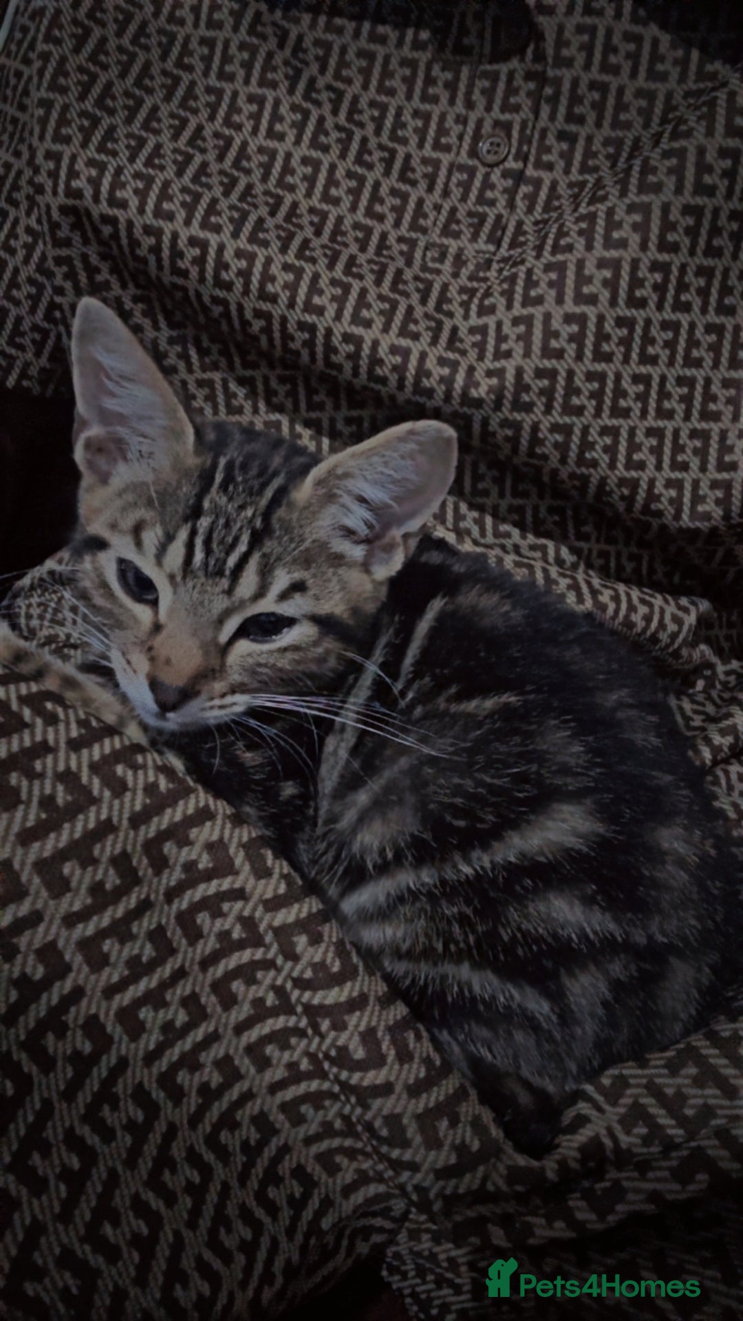 British Shorthair cats for sale: She is very tame and loves to play with children.  - Image 1
