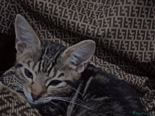 British Shorthair cats - Advert 5