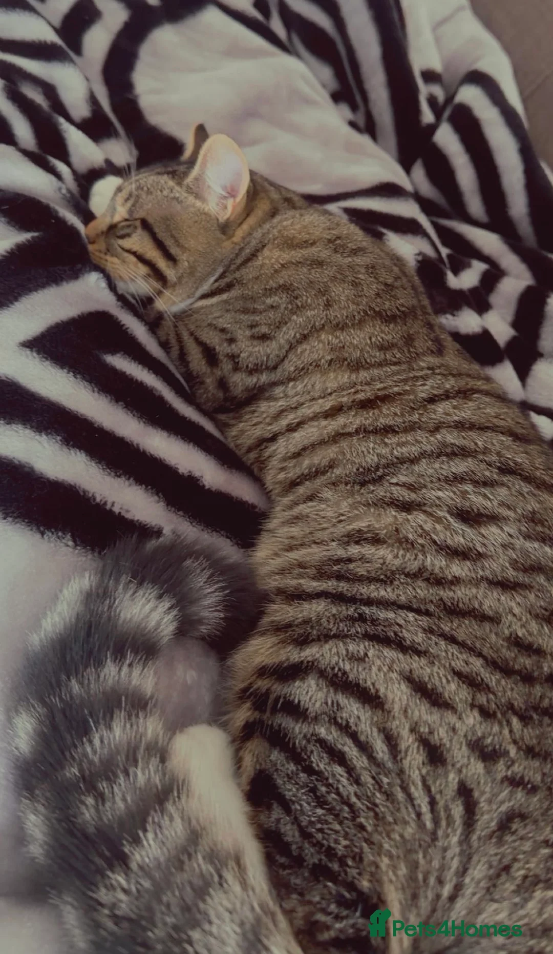 Mixed Breed cats for sale: Kitten for sale! in Perth - Advert 7