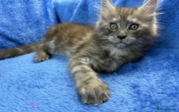 Maine Coon cats for sale: Kittens Maine Coon registered with Gccf  - Image 12