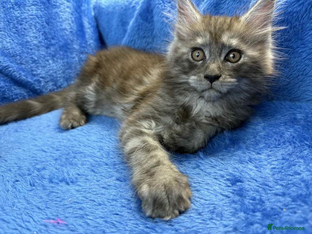 Maine Coon cats for sale: Kittens Maine Coon registered with Gccf  - Image 12