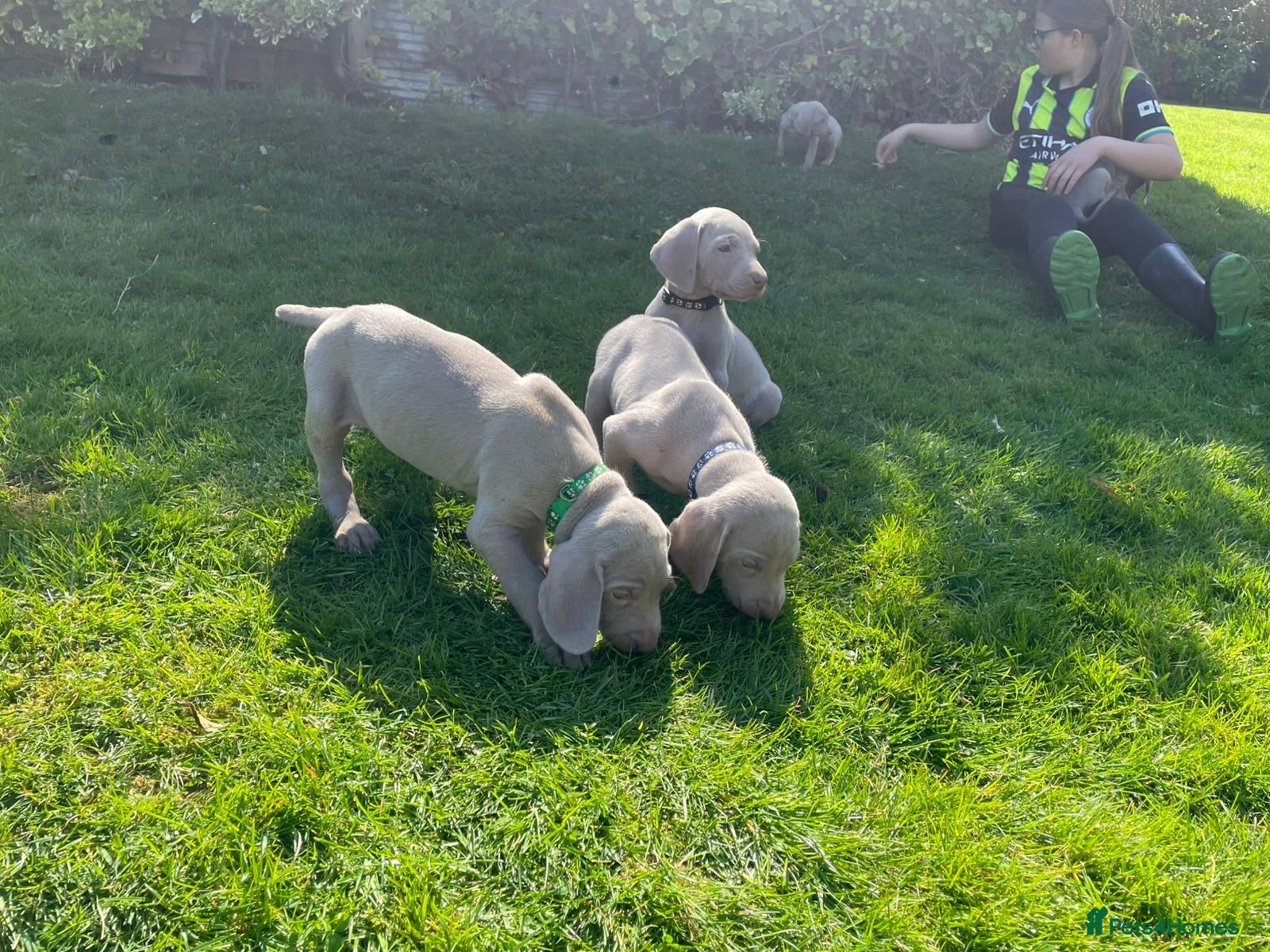 Weimaraner dogs Quality KC Reg health tested Weimaraner Puppies - Advert 4
