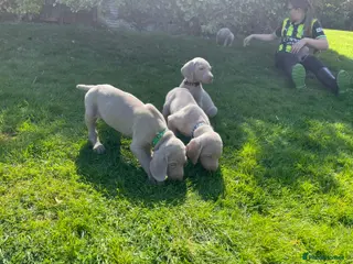 Weimaraner dogs Quality KC Reg health tested Weimaraner Puppies - Advert 1