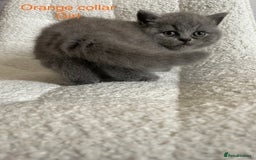 British Shorthair cats for sale: 4 purebred British shorthair kittens  - Image 2