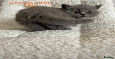 British Shorthair cats - Advert 12