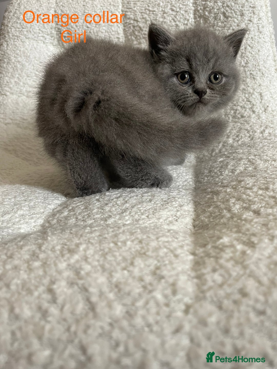 British Shorthair cats for sale: 4 purebred British shorthair kittens  - Image 2