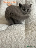 British Shorthair cats - Advert 12