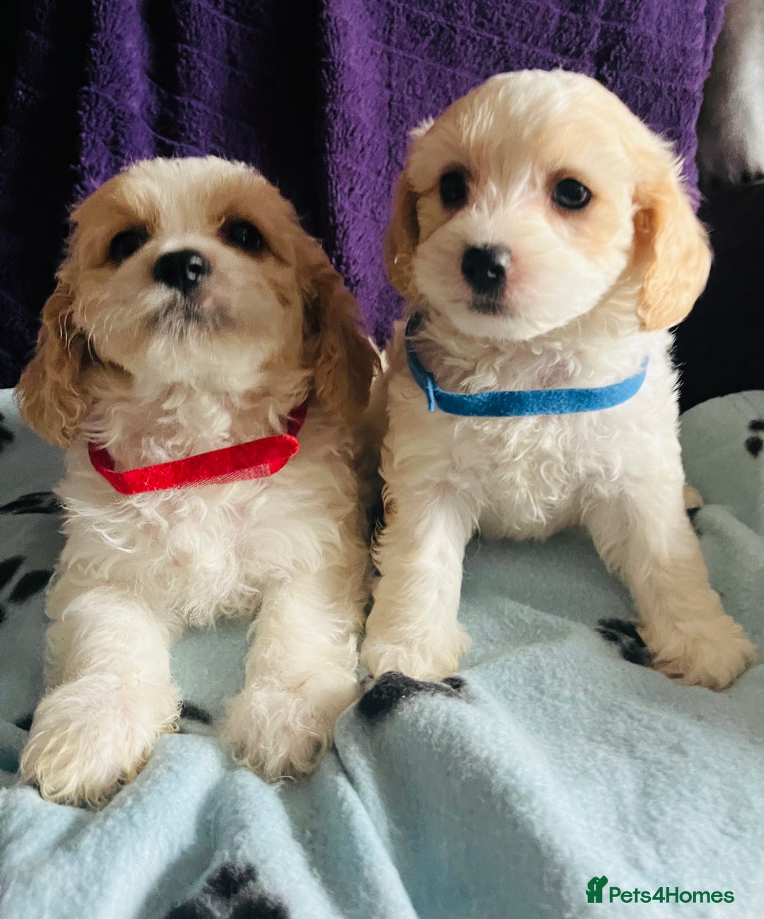 Cavachon dogs for sale: Cute Cavachon puppies  - Image 14