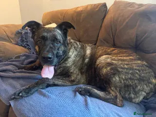 Mixed Breed dogs Roxy ready for a quite life - Advert 2