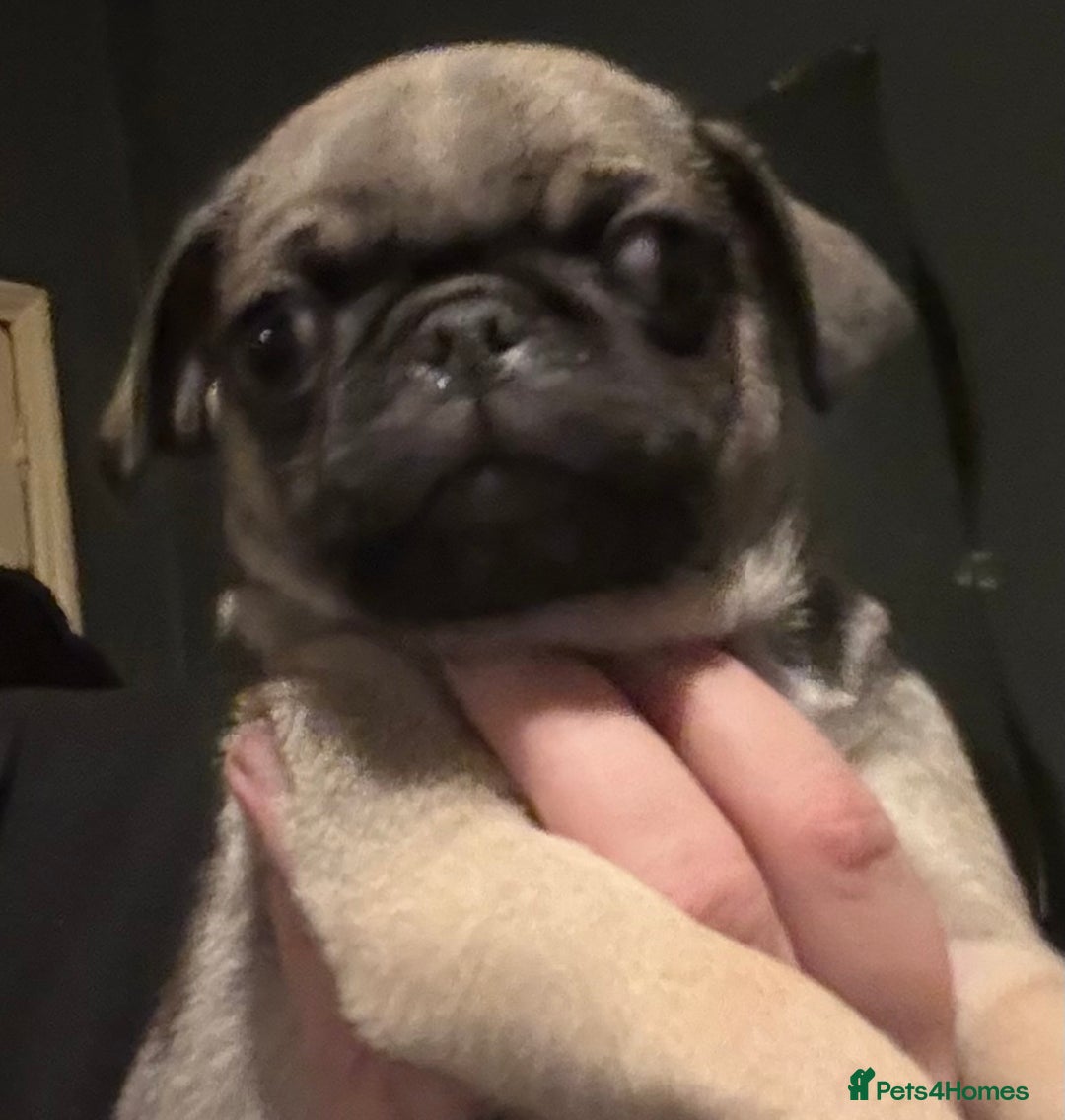 Pug dogs for sale: Male & Female Pug pups - Advert 5