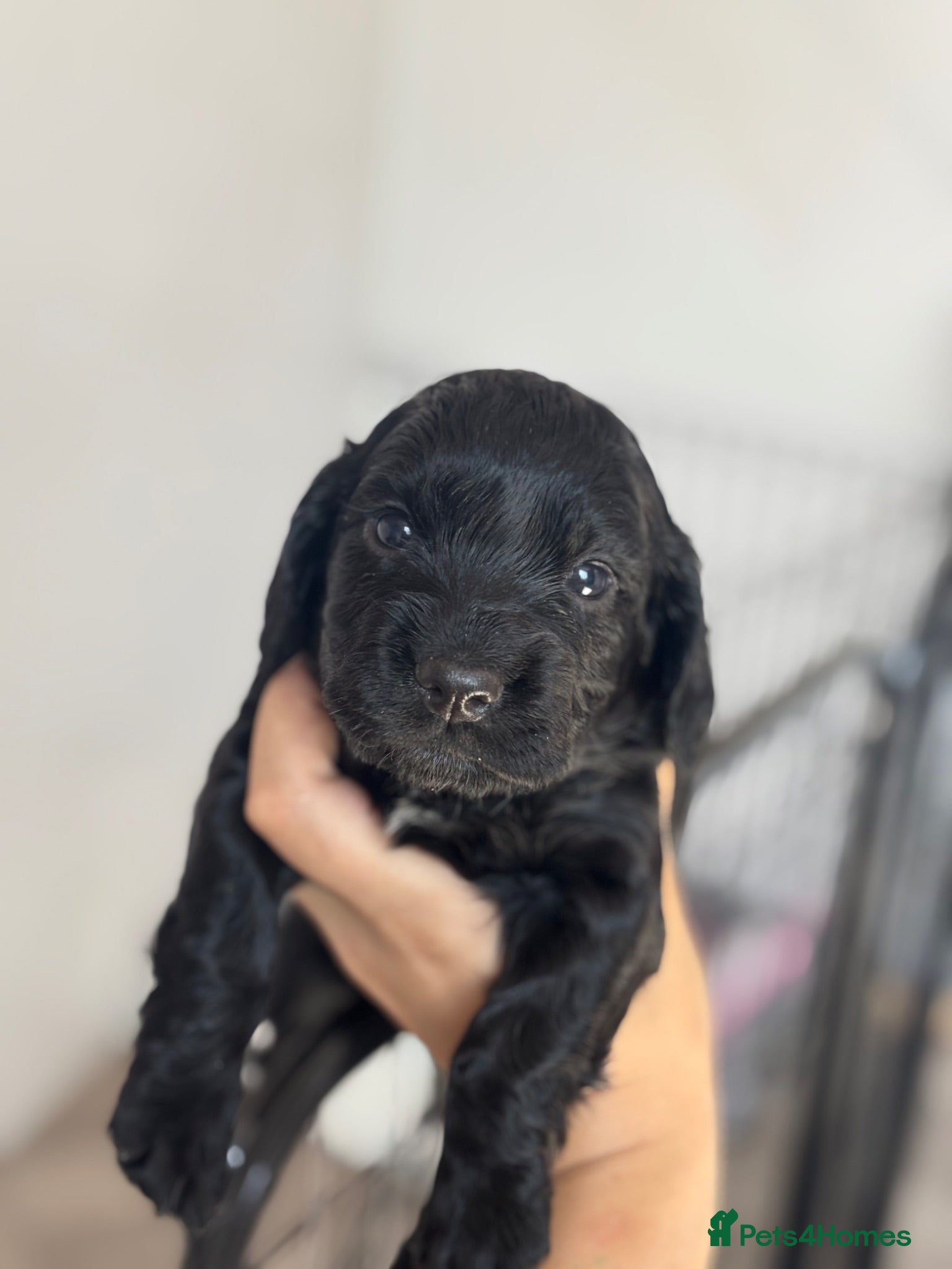 Cocker Spaniel dogs Kc health tested working cocker pups - Advert 5