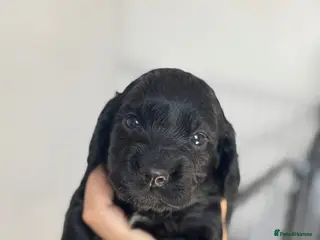 Cocker Spaniel dogs Kc health tested working cocker pups - Advert 5