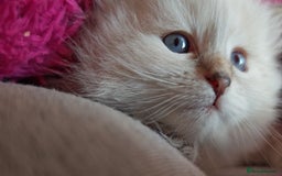 Siberian cats for sale: GCCF +TICA parents - Image 23