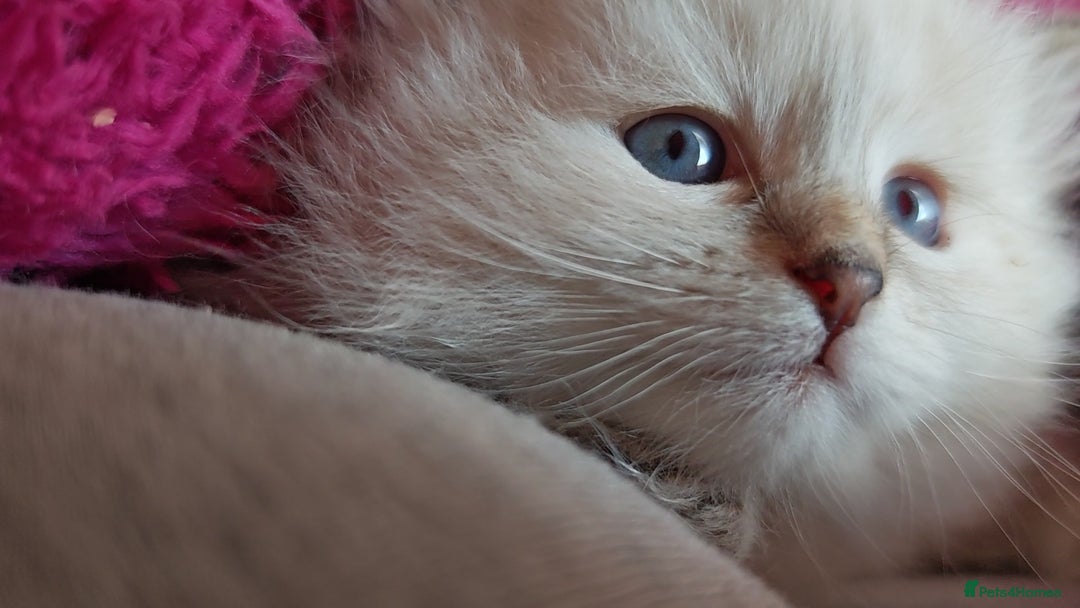 Siberian cats for sale: GCCF +TICA parents - Image 23
