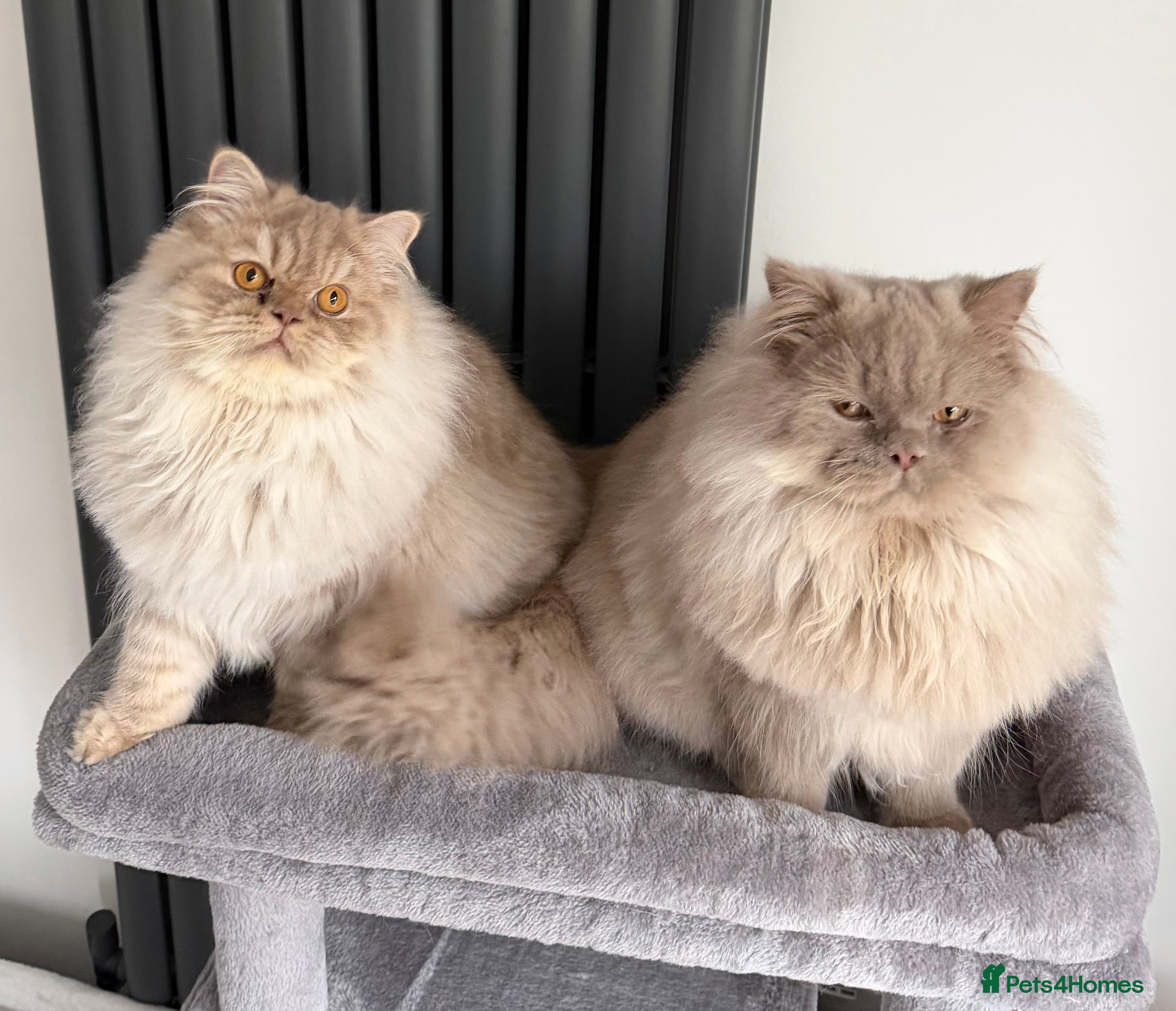 British Longhair cats 2 x British longhair brothers for sale together  - Advert 3