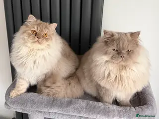 British Longhair cats 2 x British longhair brothers for sale together - Advert 3