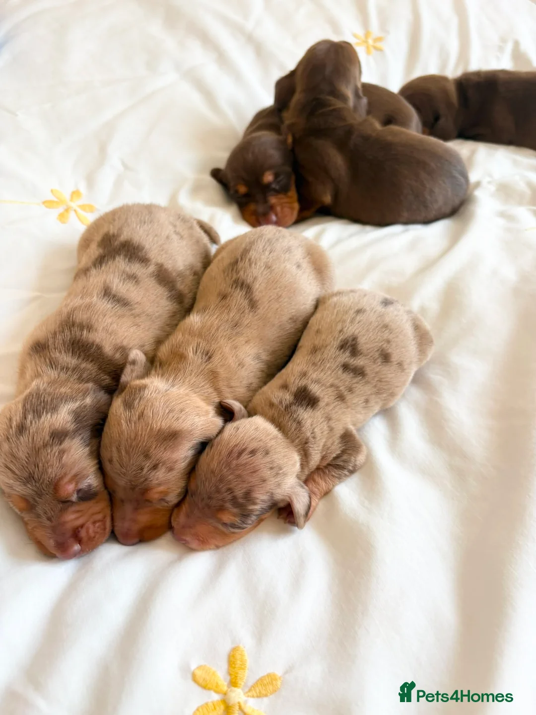 Dachshund dogs for sale: Dachsuand  - Advert 6