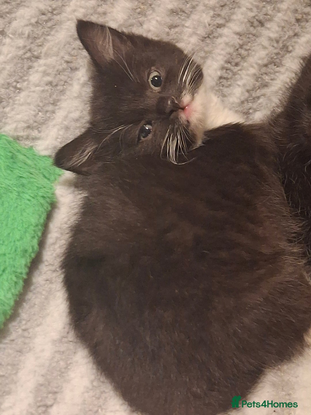 Mixed Breed cats for sale: Beautiful kittens for sale.  - Advert 17