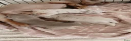 Dachshund dogs for sale: Mini dachshund puppies dapple Isabella tan  - Advert 8