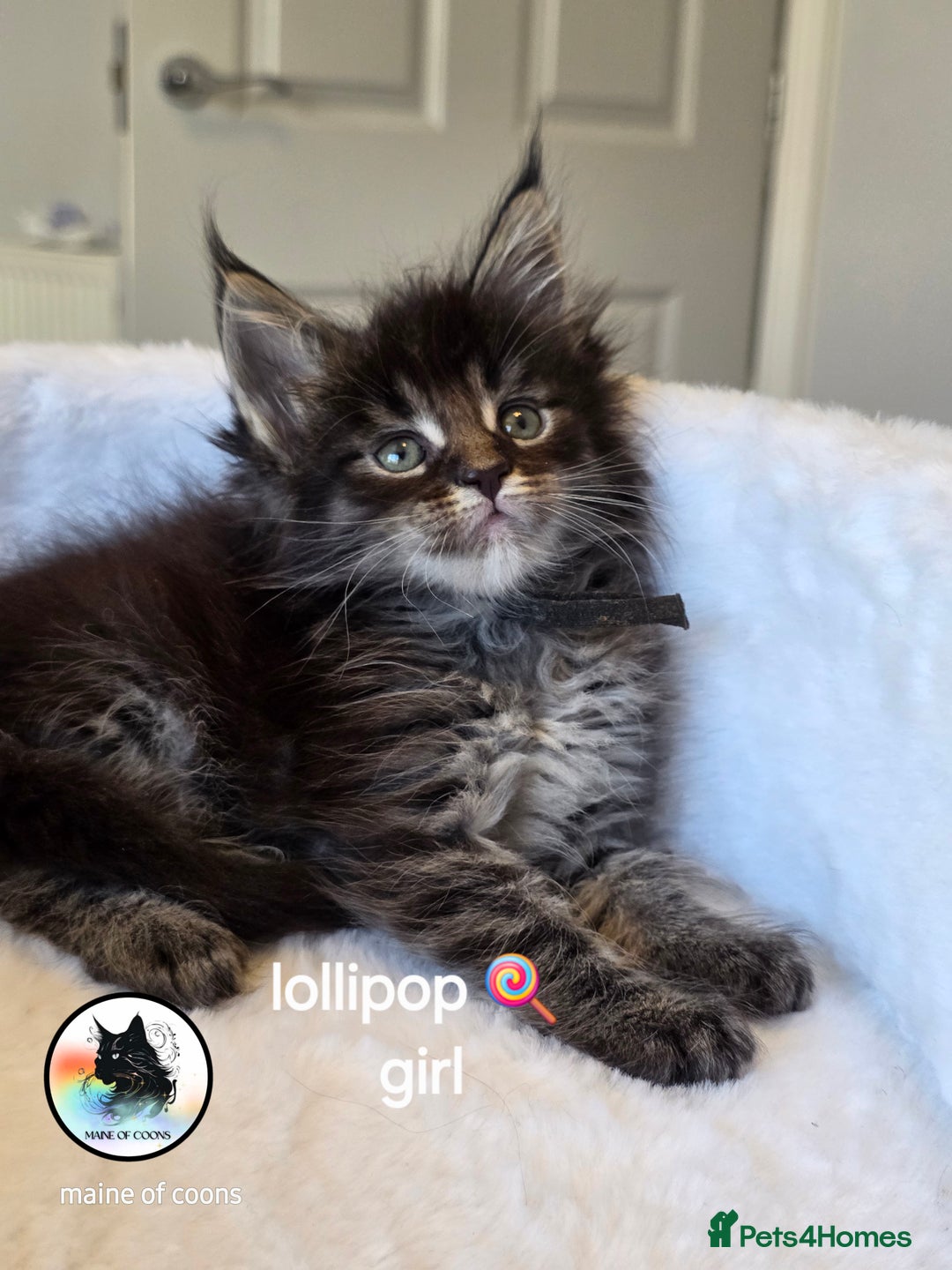 Maine Coon cats for sale: Maine coon kittens - Image 28