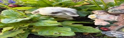 Mini Lop rabbits for sale: 4 beautiful mini lop bunnies - Advert 9
