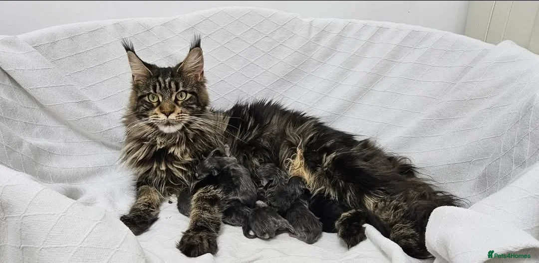 Maine Coon cats for sale: Giant Maine Coon  - Advert 6