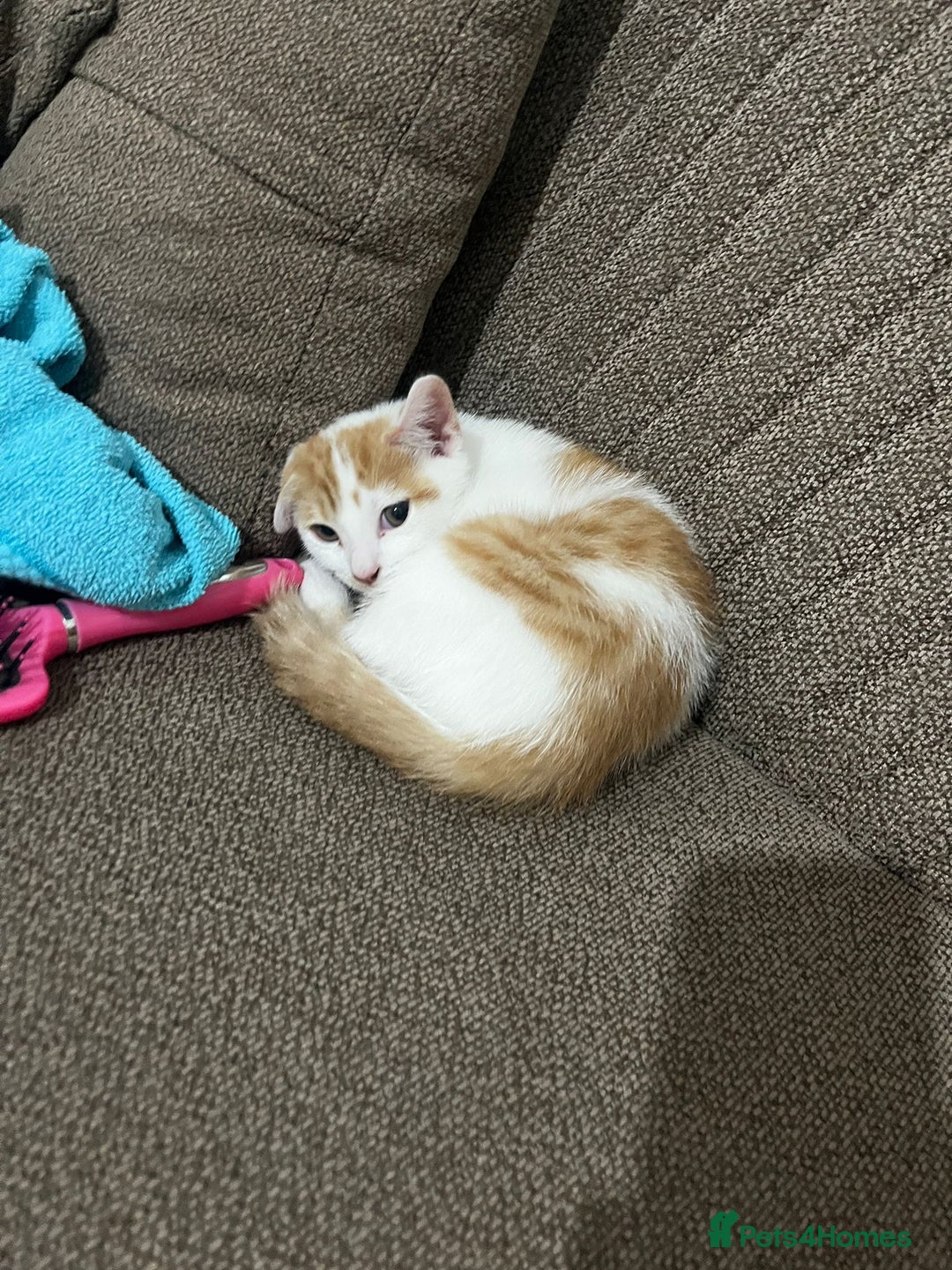 Mixed Breed cats for sale: orange and white kitten for sale  - Image 7