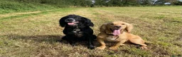 Cocker Spaniel dogs for sale: Stunning LEMON KC Reg Working Cocker Spaniel pups - Advert 11