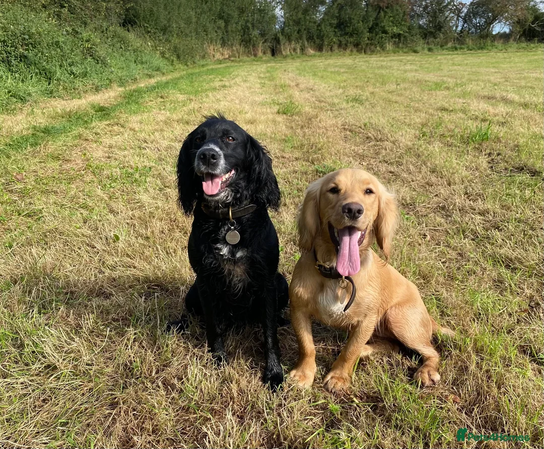 Cocker Spaniel dogs for sale: Stunning LEMON KC Reg Working Cocker Spaniel pups - Advert 11