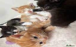 Persian cats for sale: Lovely little kittens  - Image 13