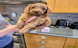 Labradoodle dogs for sale: Gorgeous Red Mini Labradoodles last one - Image 10